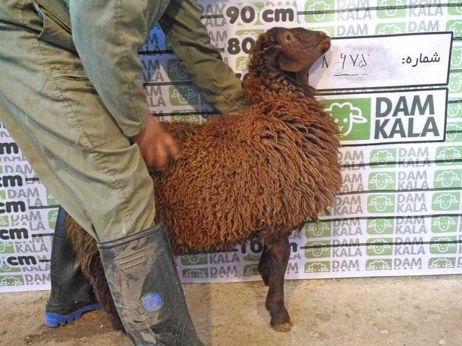 گوسفند زنده و خرید اینترنتی !