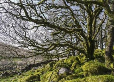 جنگل اسرار آمیز ویستمن در انگلستان