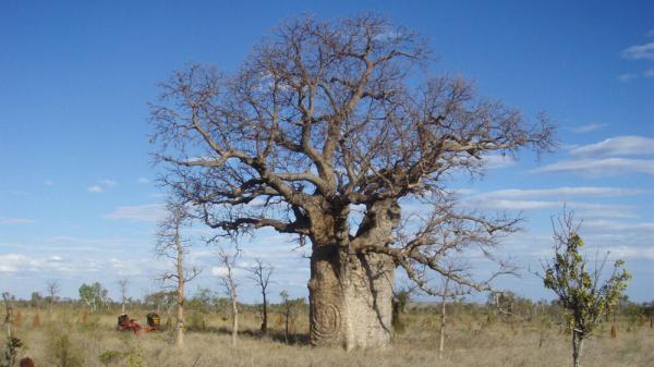عکس ، کنده کاری های عجیب بر روی این درخت باستانی تاریخ گمشده یک نسل را نشان می دهد!